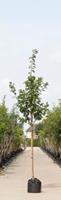 Warentuin Japanse sierkers Prunus serrulata Kanzan h 350 cm st. dia 12 cm