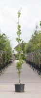 Warentuin Zuil moeraseik Quercus palustris Green Pillar h 250 cm st. dia 8 cm st. h 30 cm