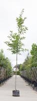 Warentuin Amerikaanse eik Quercus rubra h 250 cm st. dia 8 cm