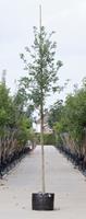 Warentuin Zomereik Quercus robur h 350 cm st. dia 12 cm