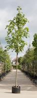 Warentuin Gewone esdoorn Acer pseudoplatanus h 350 cm st. dia 12 cm