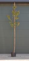 Warentuin Japanse sierkers Sargentti Prunus sargentii h 250 cm st. dia 8 cm