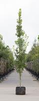 Warentuin Zuil eik Quercus robur Fastigiate Koster h 350 cm st. dia 12 cm st. h 30 cm