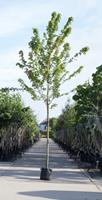 Warentuin Amerikaanse rode esdoorn Acer rubrum h 350 cm st. dia 12 cm