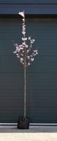 Warentuin Japanse sierkers Accolade Prunus Accolade h 350 cm st. dia 12 cm