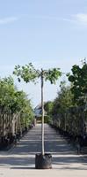 Warentuin Moeraseik kruisdak Quercus palustris h 230 cm st. dia 12 cm st. h 220 cm