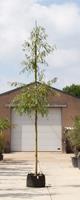 Warentuin treurwilg Salix sepulcralis Chrysocoma h 450 cm st. dia 16 cm st. h 210 cm