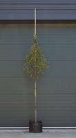 Warentuin Portugese laurier hoogstam Prunus lusitanica h 250 cm st. dia 10 cm st. h 165 cm