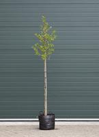 Warentuin Stermagnolia Magnolia Stellata h 225 cm st. dia 7 cm st. h 150 cm