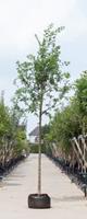 Warentuin Zomereik Quercus robur h 450 cm st. dia 16 cm