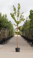 Warentuin Sierkers met goudgele stam Prunus maackii Amber beauty h 450 cm st. dia 16 cm