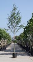 Warentuin Lijsterbes Sorbus aucuparia h 450 cm st. dia 16 cm