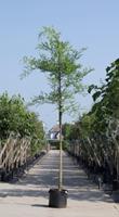 Warentuin Honingboom Sophora japonica h 450 cm st. dia 16 cm