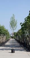 Warentuin Witte wilg Salix alba h 550 cm st. dia 19 cm