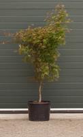 Warentuin Japanse esdoorn Osakazuki Acer palmatum Osakazuki h 162,5 cm