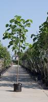 Warentuin Anna Paulownaboom Paulownia tomentosa h 450 cm st. dia 18 cm