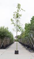 Warentuin Noorse esdoorn Acer pl. Emmerald Queen h 550 cm st. dia 19 cm