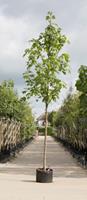 Warentuin Gewone esdoorn Acer pseudoplatanus h 550 cm st. dia 19 cm