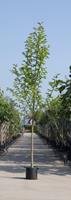 Warentuin Beverboom Magnolia kobus h 450 cm st. dia 16 cm