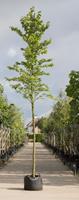 Warentuin Ruwe iep Ulmus glabra h 550 cm st. dia 19 cm