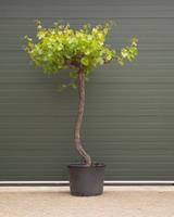 Warentuin Druivenboom dakvorm Vitis vinifera h 200 cm st. dia 27,5 cm st. h 165 cm