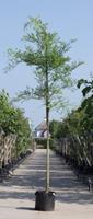 Warentuin Honingboom Sophora japonica h 550 cm st. dia 19 cm