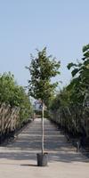 Warentuin Vlamboom Parrotia persica h 450 cm st. dia 16 cm