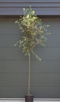 Warentuin Steeneik Quercus ilex h 325 cm st. dia 11 cm st. h 180 cm