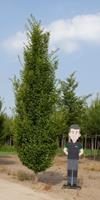 Warentuin Zuil haagbeuk laagstam volgroeid Carpinus betulus Fastigiata h 600 cm st. dia 22,5 cm st. h 30 cm