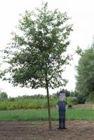 Warentuin Zomereik volgroeid Quercus robur h 675 cm st. dia 27,5 cm