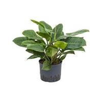 plantenwinkel.nl Philodendron imperial green M hydrocultuur plant