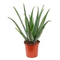 plantenwinkel.nl Aloe vera barbadensis M kamerplant