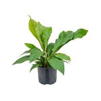 plantenwinkel.nl Anthurium jungle bush M hydrocultuur plant
