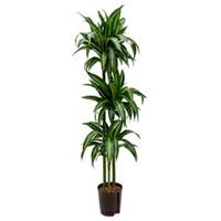 plantenwinkel.nl Dracaena hawaiian sunshine trio M hydrocultuur plant