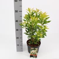 plantenwinkel.nl Rotsheide (Pieris Japonica â€œBrouwers Beautyâ€) heester - 25-30 cm (C2) - 6 stuks