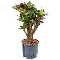plantenwinkel.nl Croton petra bonsai hydrocultuur plant
