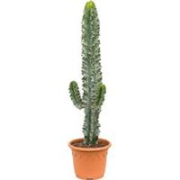 plantenwinkel.nl Euphorbia cactus ingens marmorata vertakt S kamerplant