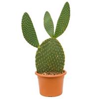 plantenwinkel.nl Opuntia cactus galapageia kamerplant
