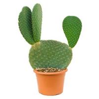 plantenwinkel.nl Opuntia cactus maxima kamerplant
