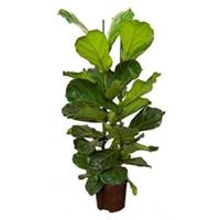 plantenwinkel.nl Ficus lyrata 2pp S hydrocultuur plant