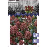 plantenwinkel.nl Skimmia (Skimmia Japonica â€œRubestaâ€®) heester - 20-25 cm (P15) - 6 stuks
