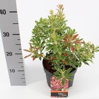 plantenwinkel.nl Rotsheide (Pieris Japonica â€œPolar Passionâ€ PBR) heester - 20-25 cm (C2) - 6 stuks