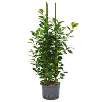 plantenwinkel.nl Ficus moclame 3pp M hydrocultuur plant