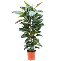 plantenwinkel.nl Ficus robusta XL kamerplant