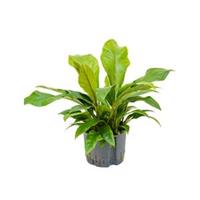 plantenwinkel.nl Anthurium jungle bush L hydrocultuur plant