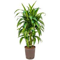 plantenwinkel.nl Dracaena hawaiian sunshine vertakt S hydrocultuur plant