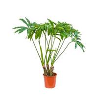 plantenwinkel.nl Philodendron fun bun kamerplant