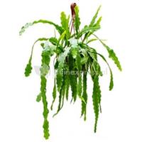 plantenwinkel.nl Epiphyllum zaagcactus beavertail M hangplant