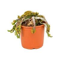 plantenwinkel.nl Euphorbia cactus stellata kamerplant