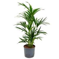 plantenwinkel.nl Kentia palm forsteriana perth hydrocultuur plant